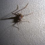 カマドウマを駆除したい！でも害はあるの？家に入れない対策は？