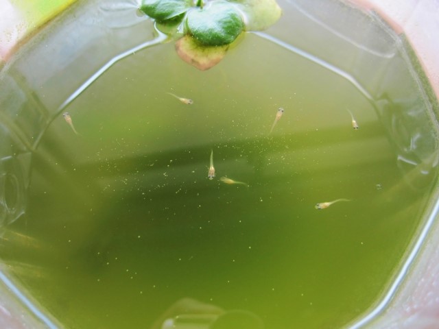 メダカの稚魚がぐんぐん元気に育つグリーンウォーターを自作する方法