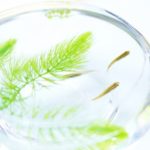 カルキ抜きにかかる時間と方法いろいろ！100均の中和剤は効果ある？