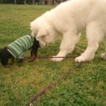 犬が他の犬のお尻のにおいを嗅ぐ理由は？やめさせたほうがいいの？